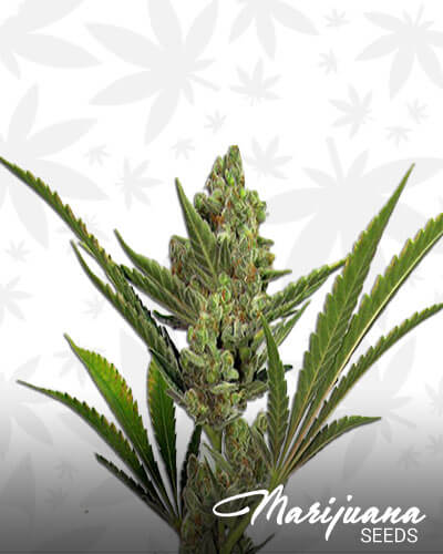 Critical Bang