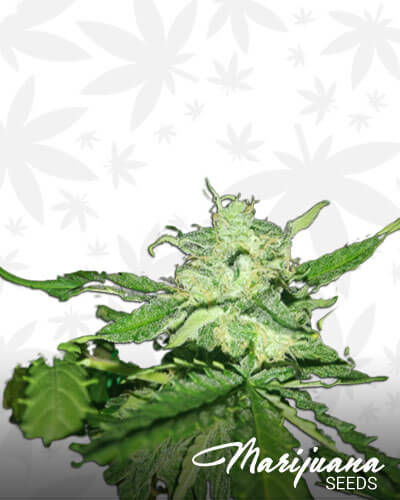 Critical Blue Auto