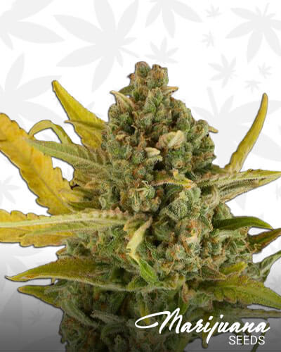 Critical Cheese Autoflowering