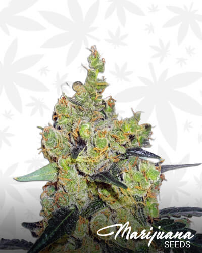 Critical Cheese Automatic