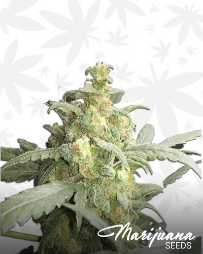 Critical Crack