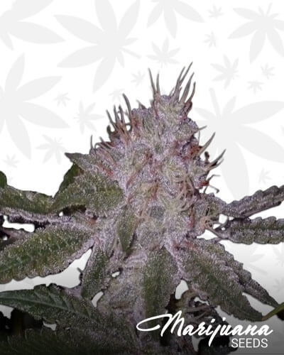 Critical Cream Glue