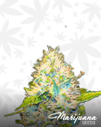 Critical DP