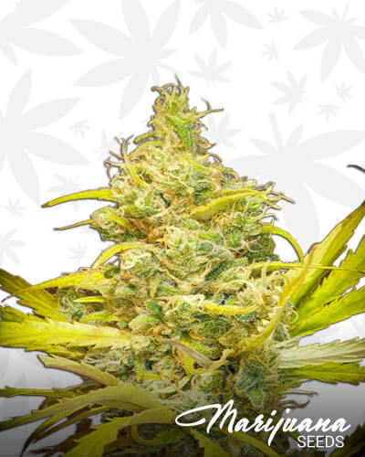 Critical Daddy Purple