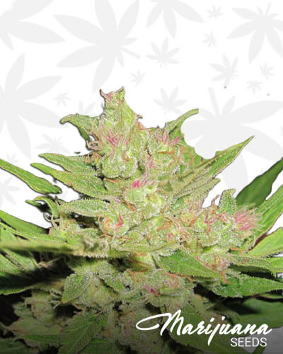 Critical Dynamite