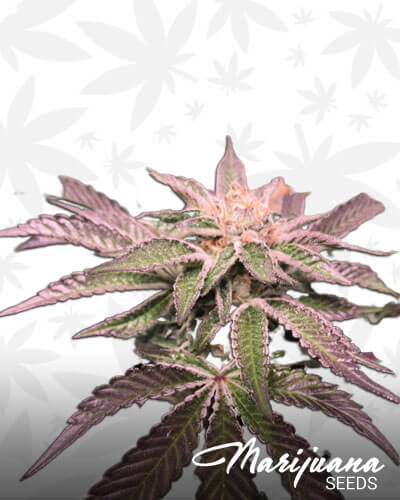 Critical Fire Cookies