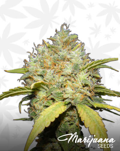 Critical Ganja