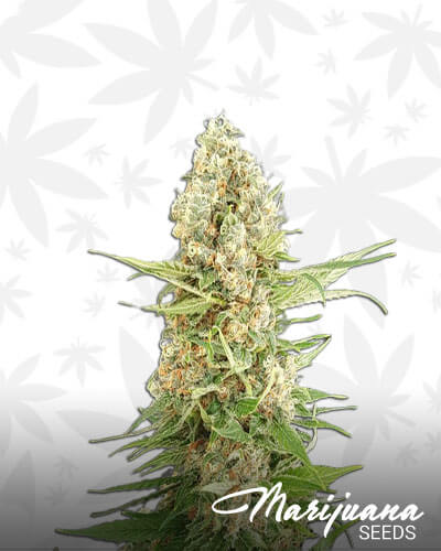 Critical Glue