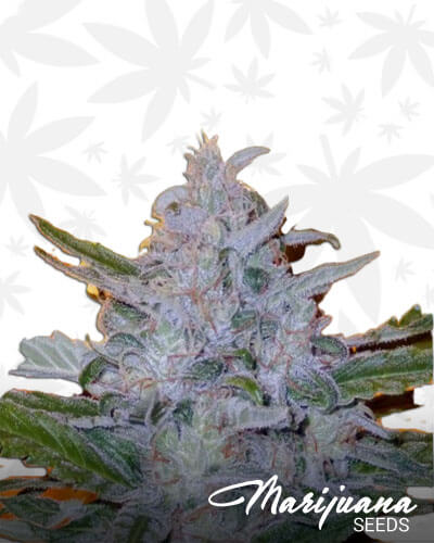 Critical Gorilla