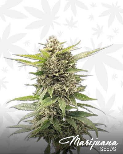 Critical Herer