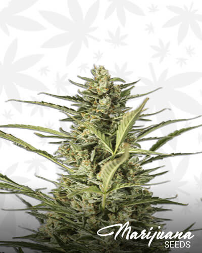Critical Jack Autoflowering
