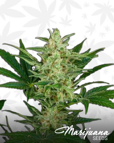 Critical Jack Automatic