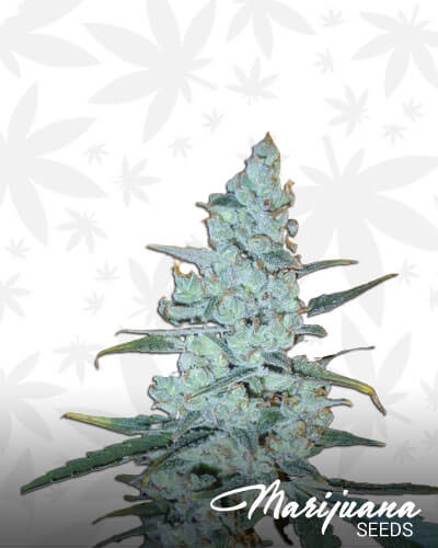 Critical Jack Herer