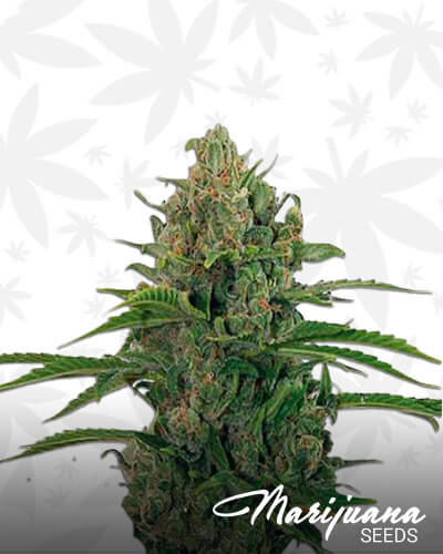 Critical Kush Auto