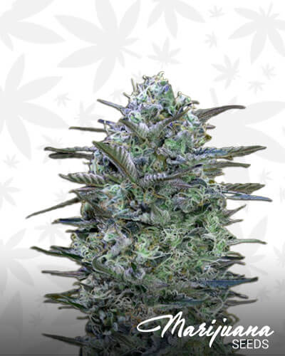 Critical Lemon