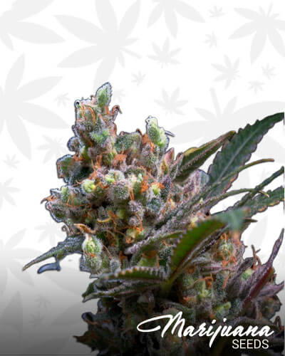 Critical Mamut