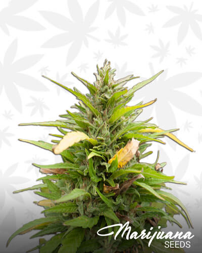 Critical Mass 33