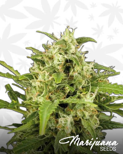 Critical Mass Automatic