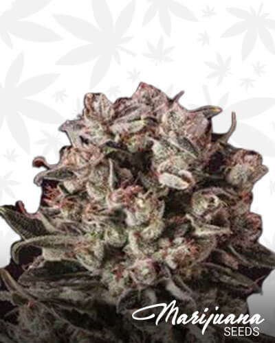 Critical Mass x SCBDx