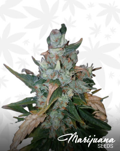 Critical Neville Haze