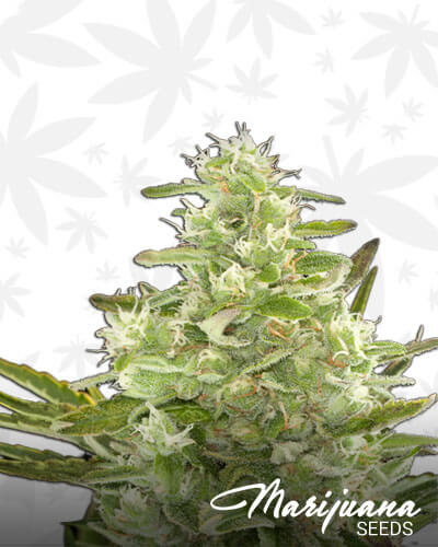 Critical Plus Auto