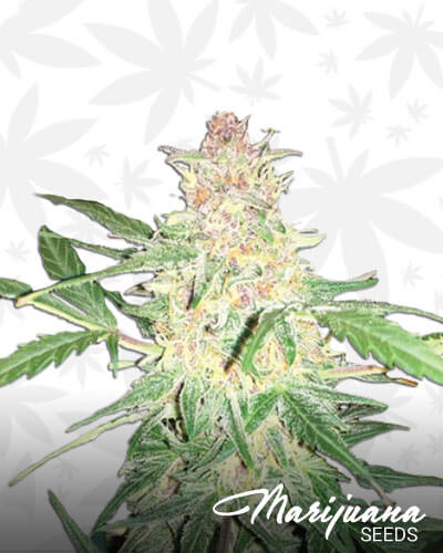 Critical Purple