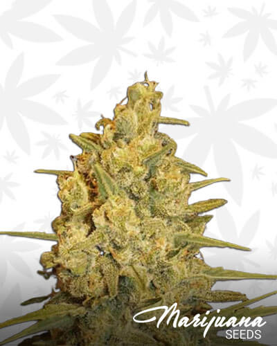 Critical Sensi Star Early Version