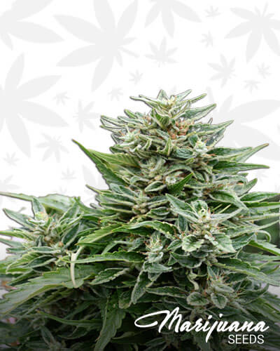 Critical Sour Diesel CBD