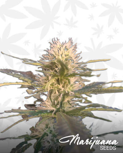 Critical Sour