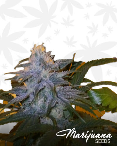 Critical Strawberry