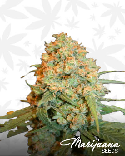 Critical Super Silver Haze