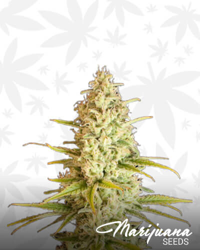 Critical VIP