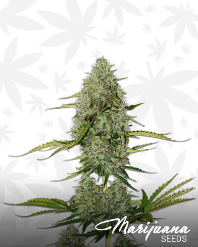 Critical XL