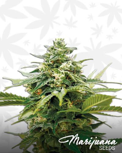 Critical XXL