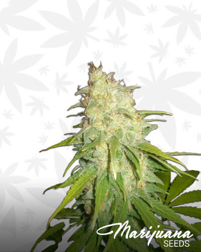 Critical Yumbolt