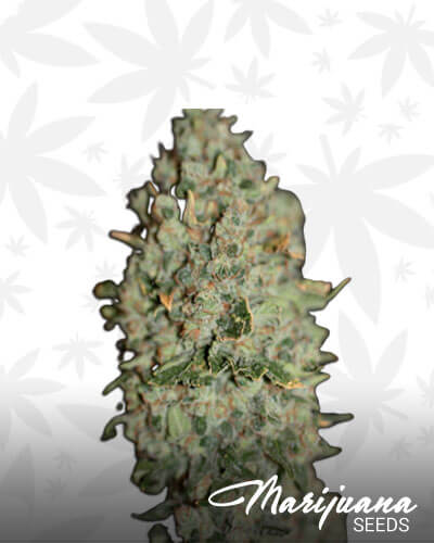 Critical Zone