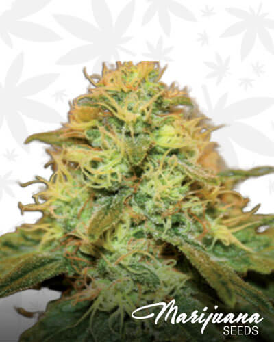 Critical del Norte
