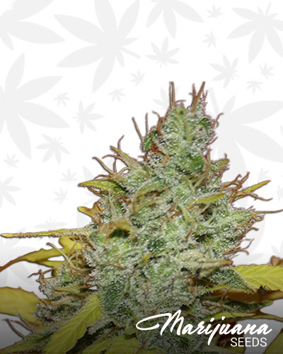 Critical for White Widow