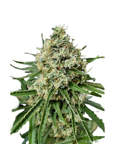 Critical plus 2 1