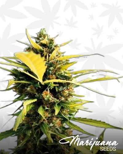 Critical47 Express