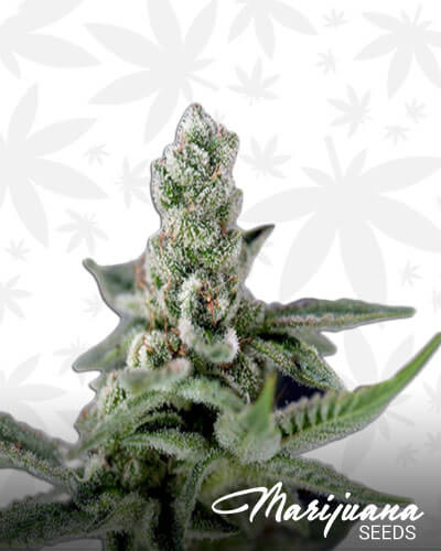 Crocketts Haze