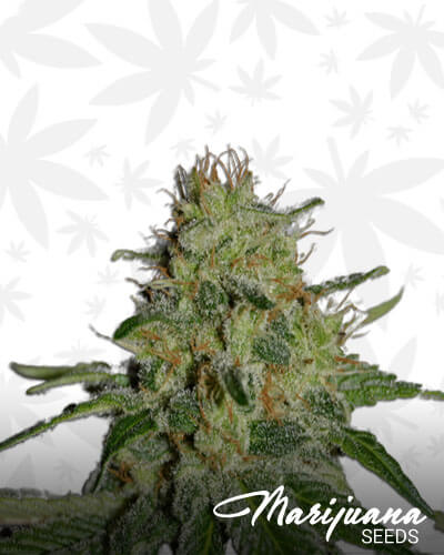 Crop Doctor