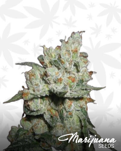 Crossover OG