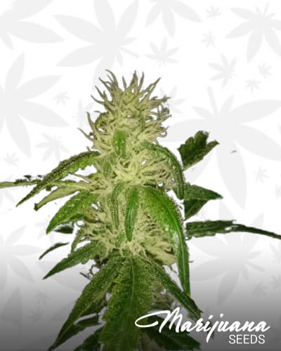 Crowley Kush
