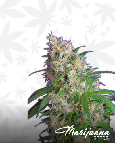 Crystal Candy F1 Fast Version