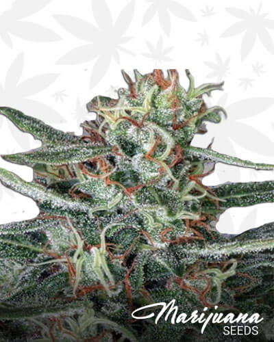 Crystal Cloud