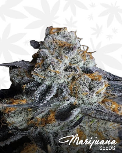 Crystal Gelato
