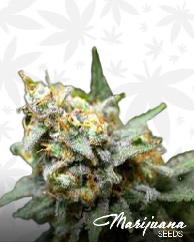 Crystal Ship