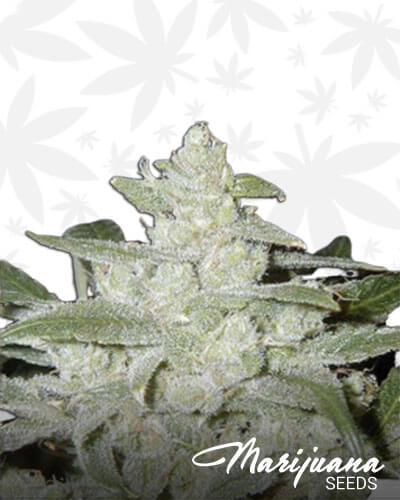 Crystal Silver Haze