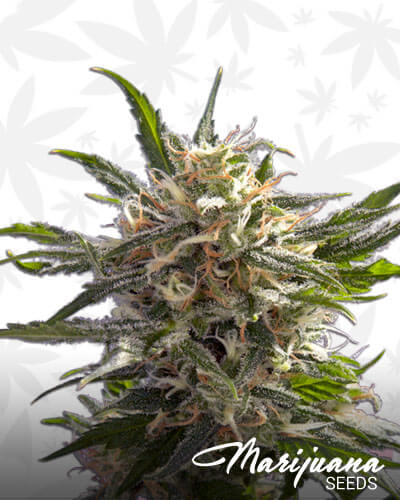 Crystal White